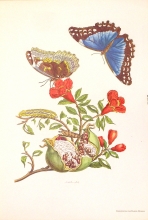 Lotto insetti - 12/16